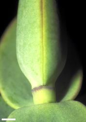 Veronica amplexicaulis. Leaf bud with no sinus. Scale = 1 mm.
 Image: W.M. Malcolm © Te Papa CC-BY-NC 3.0 NZ
